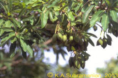 Madhuca longifolia